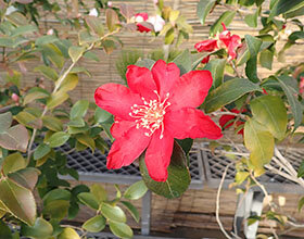 サザンカ ‘讃岐’