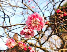 ウメ `唐梅’（バラ科アンズ属）