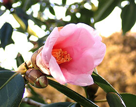 ツバキ ‘有楽’ 