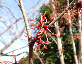 アカバナマンサク