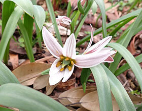 アマナ（ユリ科アマナ属）