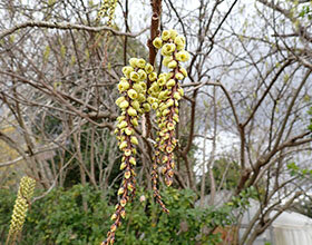 ハチジョウキブシ