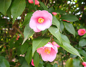 ミニツバキ ‘ロゼフローラ’