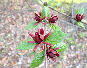 クロバナロウバイ