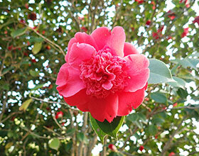 ツバキ ‘紅獅子’