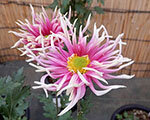 伝統の古典菊