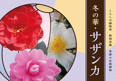 伝統の古典菊