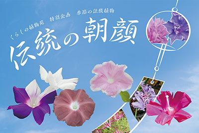 伝統の古典菊