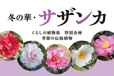 冬の華・サザンカ