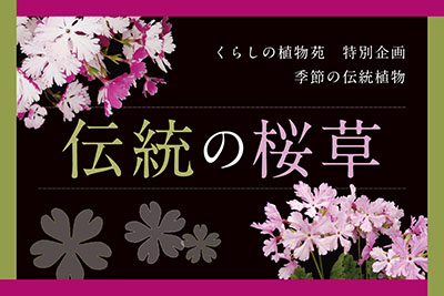 冬の華・サザンカ