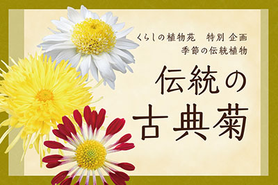 伝統の古典菊